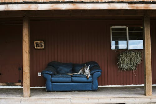 Gratis stockfoto met aan het liegen, bank, beest