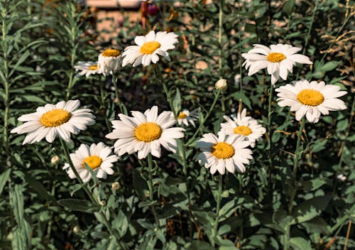 Free A White and Yellow Daisy Flowers in Full Bloom Stock Photo