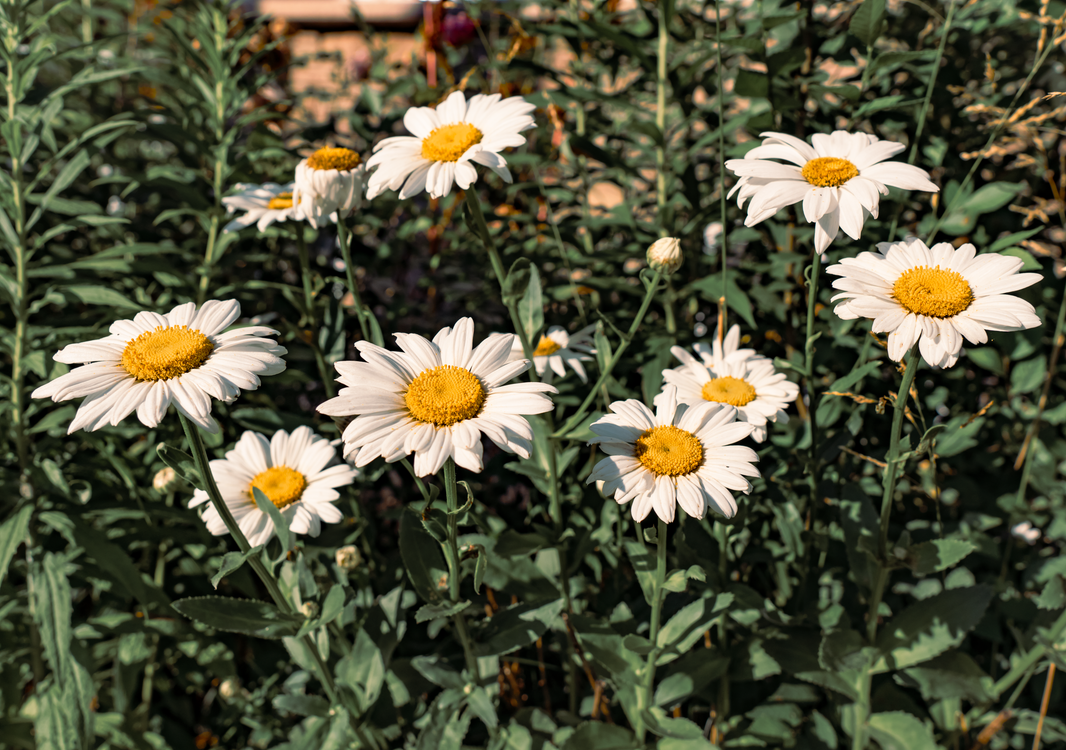 A White And Yellow Daisy Flowers In Full Bloom Free Stock Photo a-white-and-yellow-daisy-flowers-in-full-bloom-free-stock-photo