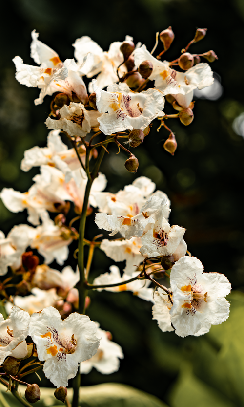 Free A close-up of blooming Catalpa tree flowers in Toronto, Ontario during springtime. Stock Photo