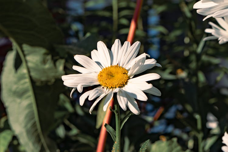 A Daisy In Bloom