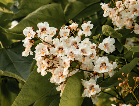 Close-up of a Catalpa tree blooming with white flowers in Toronto.