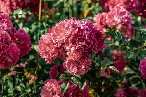 Free Close-up of blooming pink peonies in a sunny Toronto garden, showcasing nature's summer beauty. Stock Photo