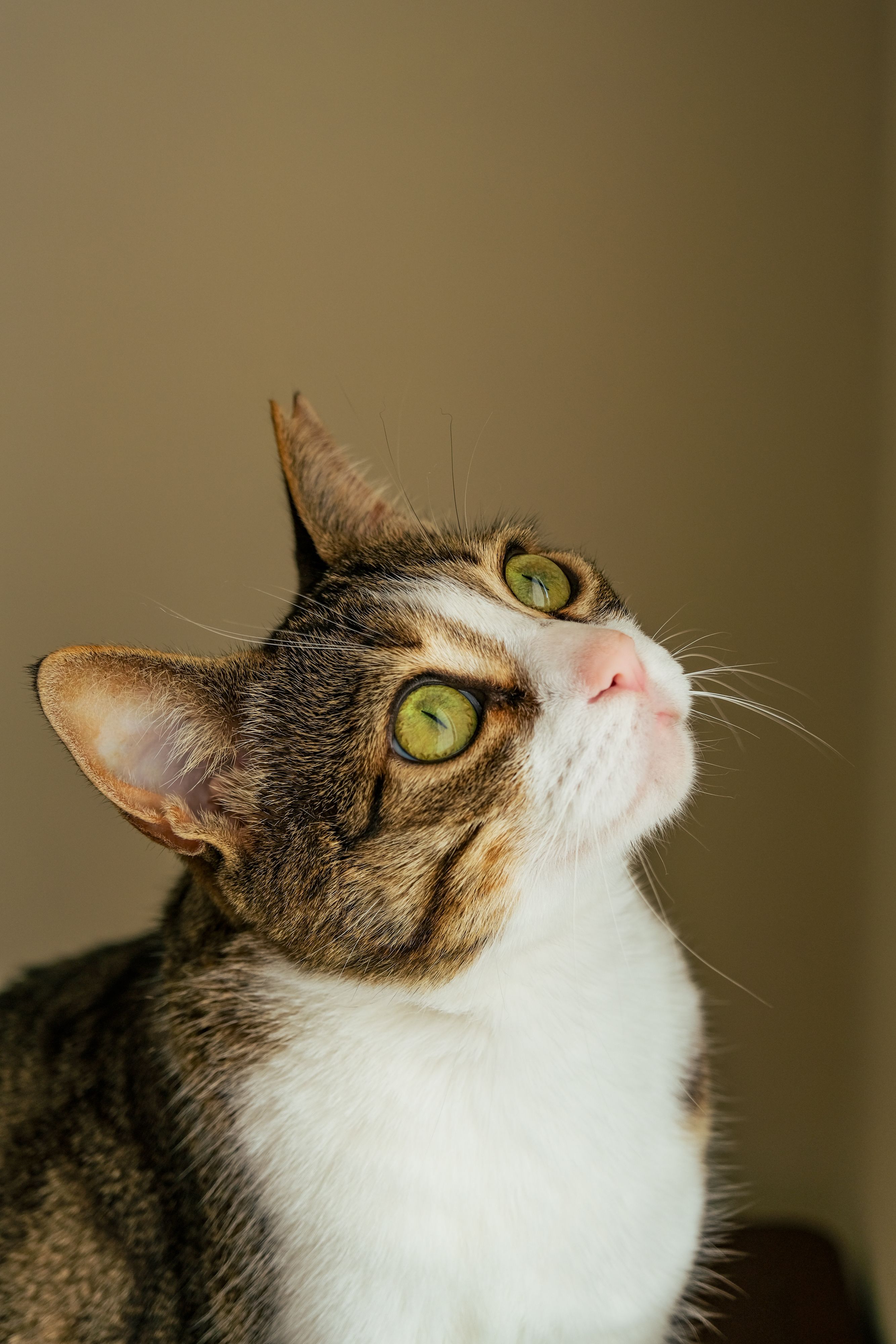 13,186+ Best Free Grumpy cat Stock Photos & Images · 100% Royalty-Free ...