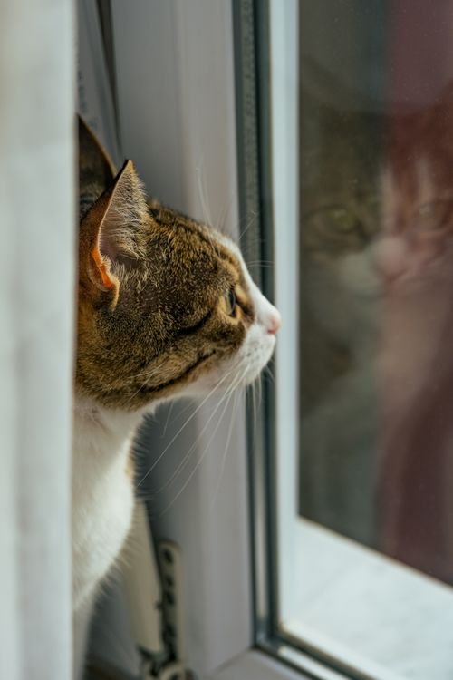 Free A contemplative cat looks out a window, capturing its reflection. Stock Photo