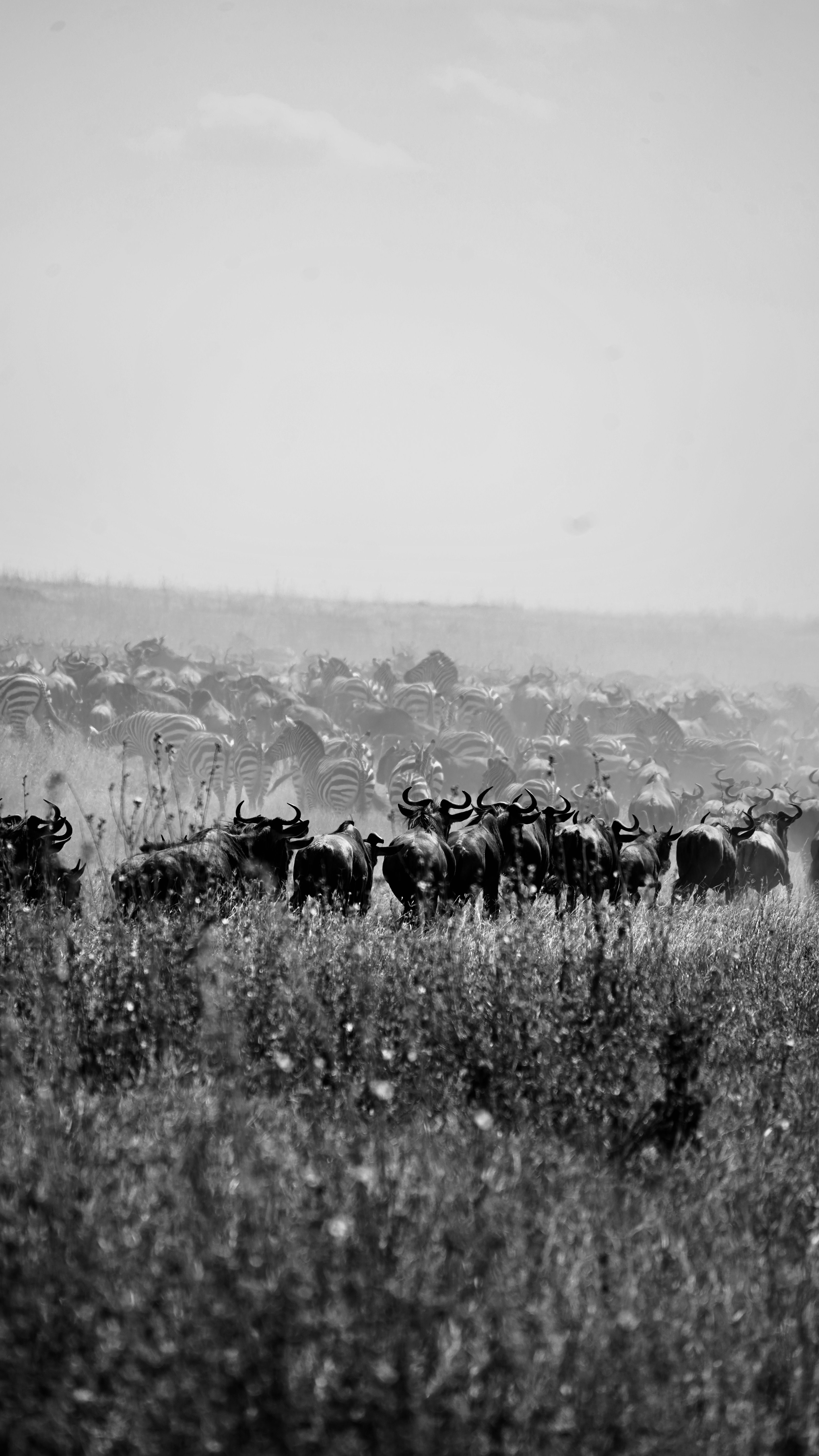 Black and white image of wildebeests migrating across the savannah in Tanzania.