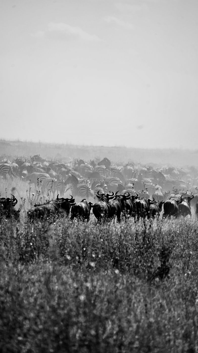Serengeti