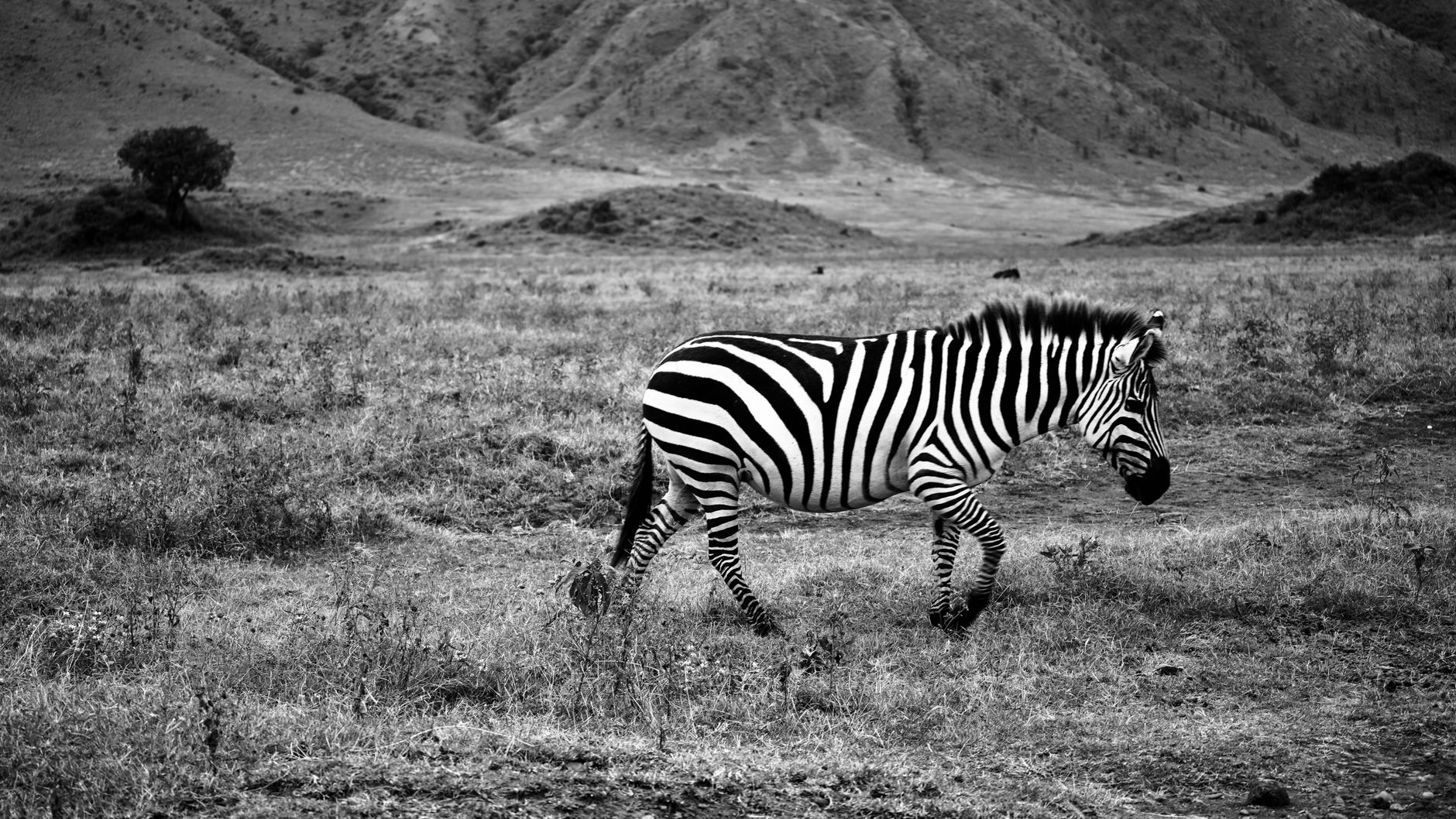 Arusha
