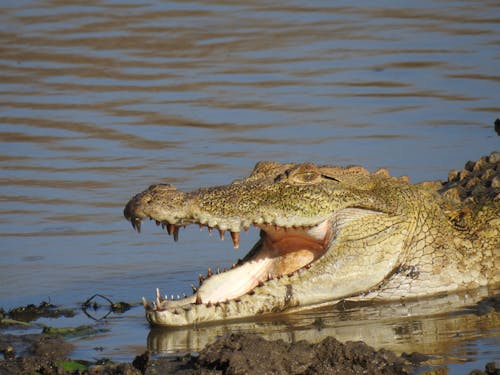 Close Up Shot of a Crocodile 