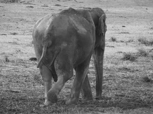 Grayscale Photo of Elephant While Walking