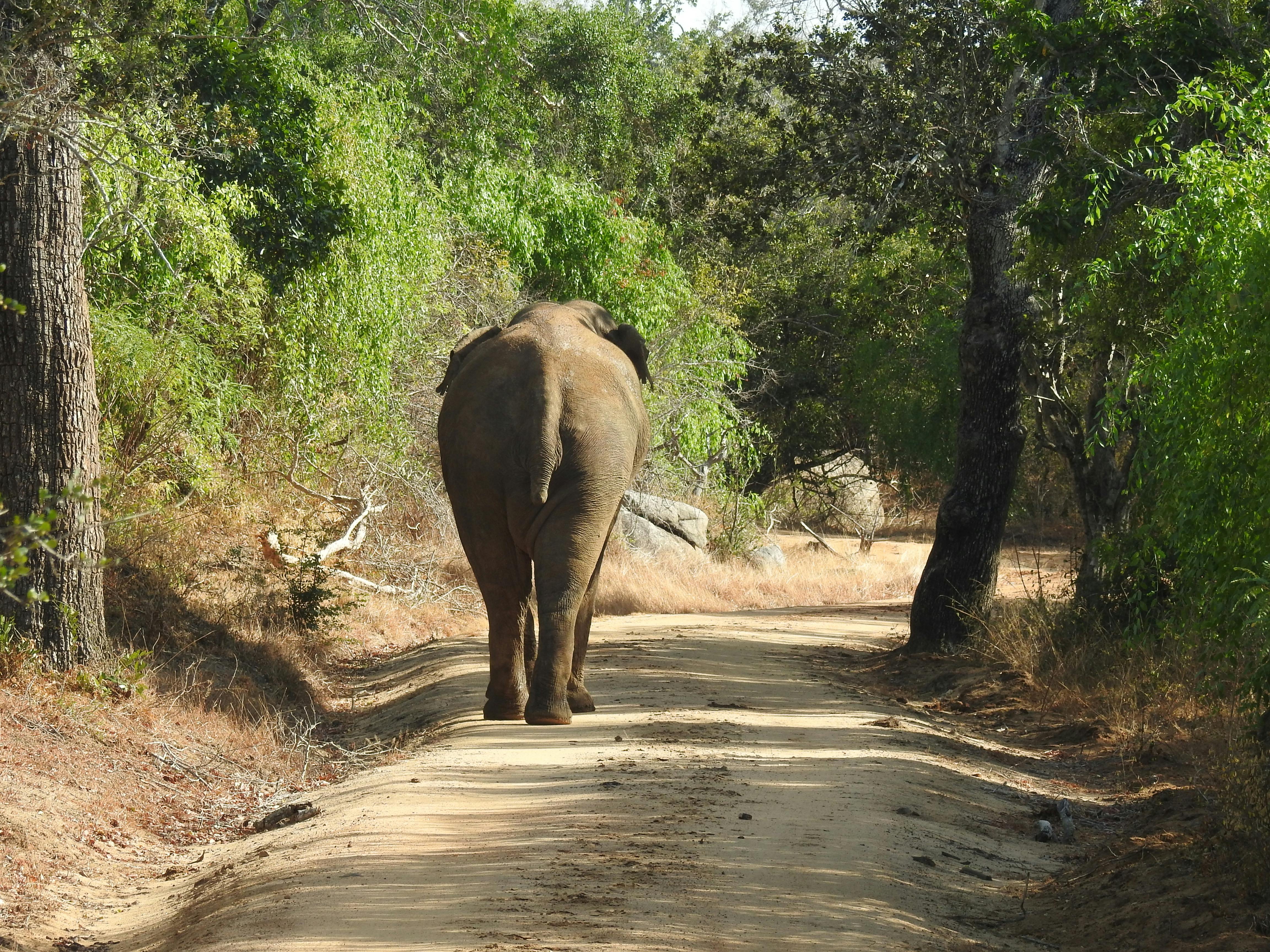 What is an elephant slang?