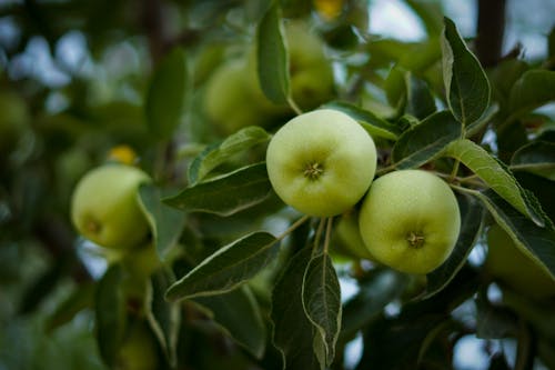 무료 과일, 나무, 녹색 사과의 무료 스톡 사진