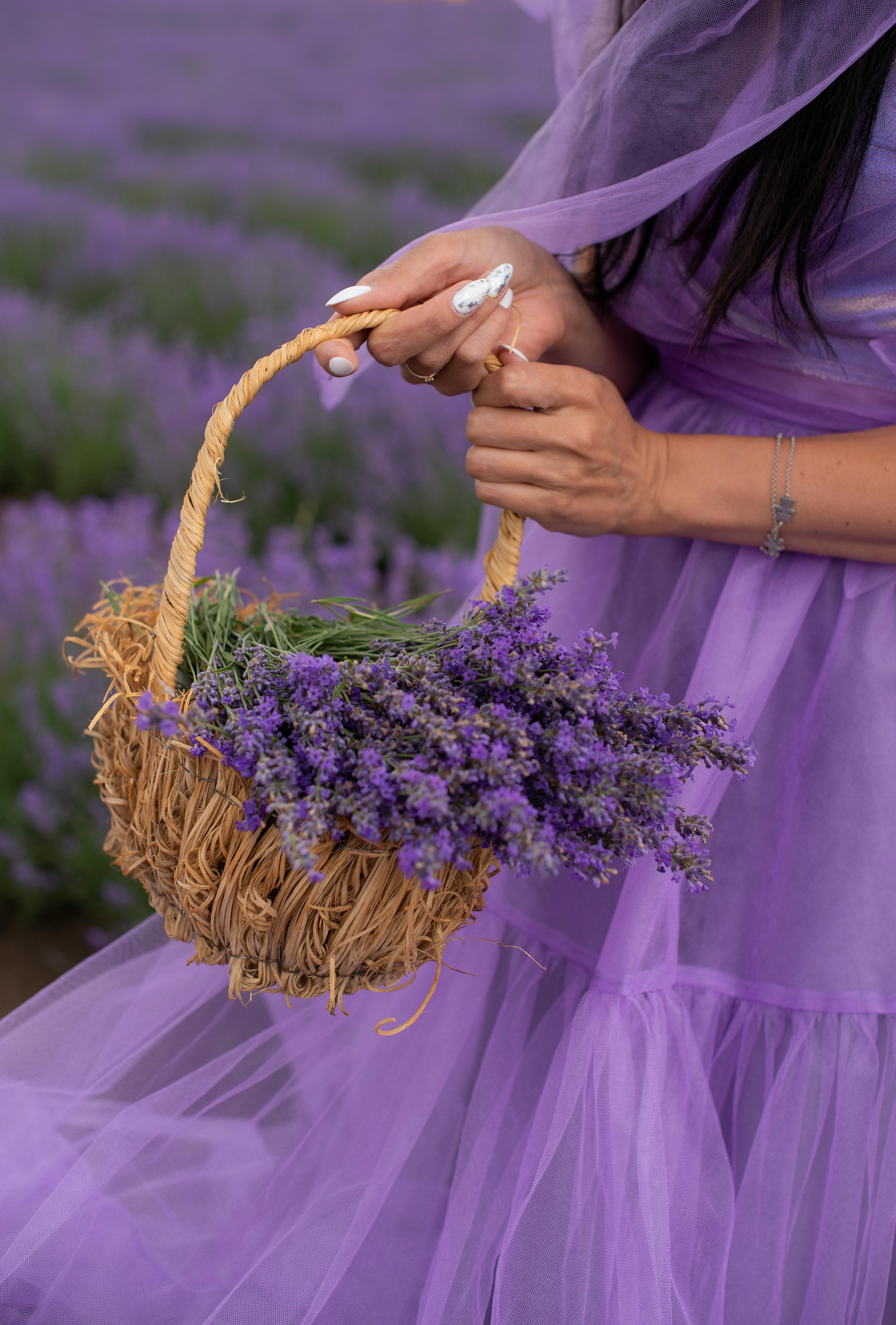 A woman in a purple dress holds a basket of lavender in a vibrant field, evoking summer elegance.