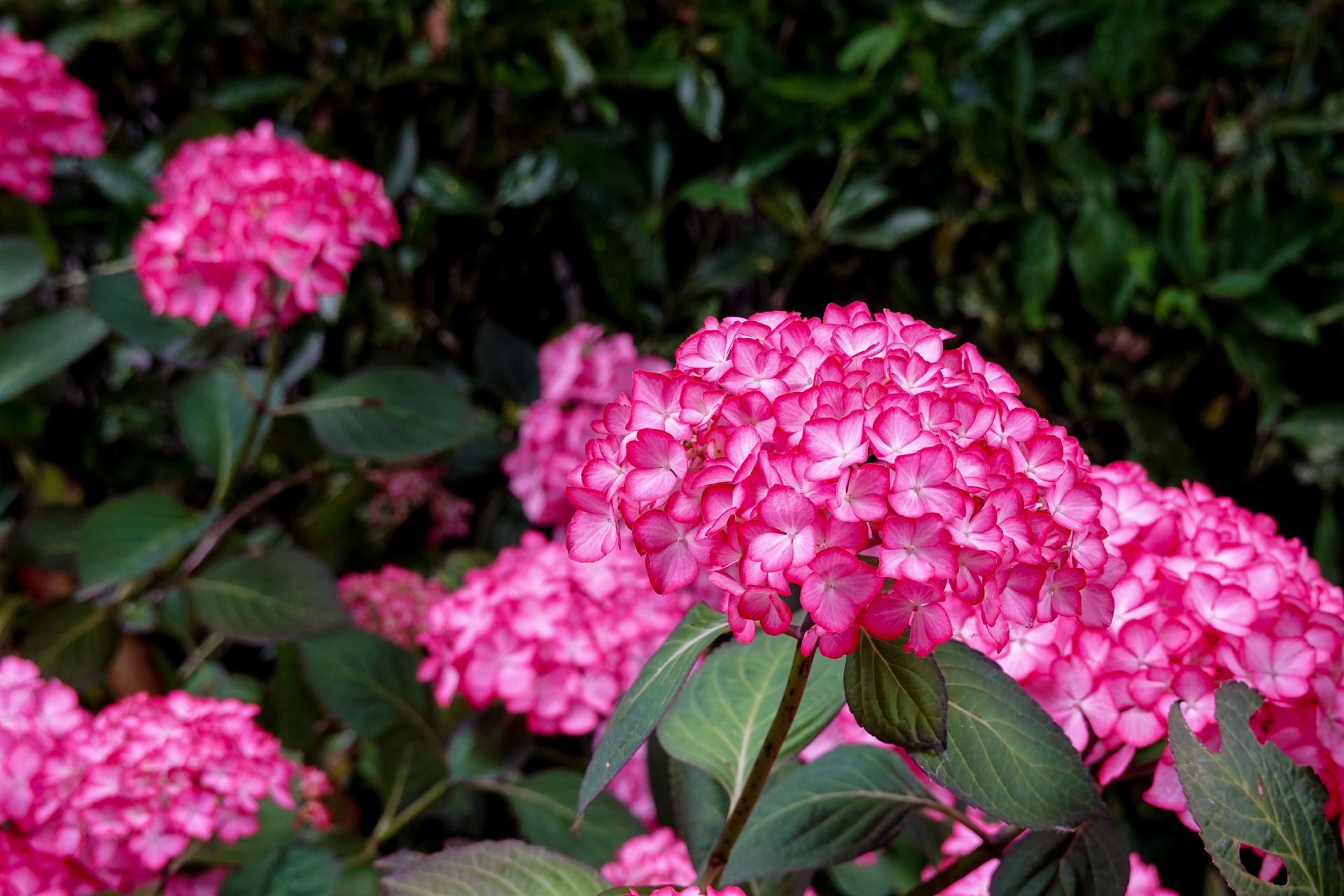 Beautiful pink hydrangea flowers in a garden setting, showcasing vibrant colors and lush foliage.