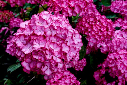 Free A Pink Flowers in Full Bloom Stock Photo