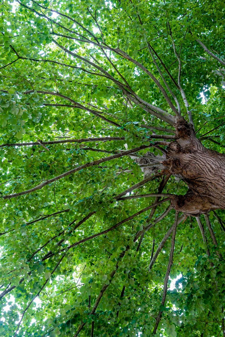 A Low Angle Shot Of A Tree