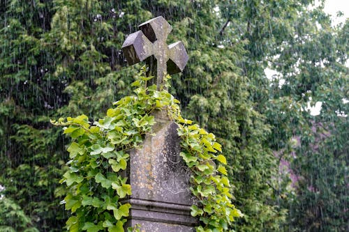 Foto profissional grátis de cemitério, chuva, coberto de mato