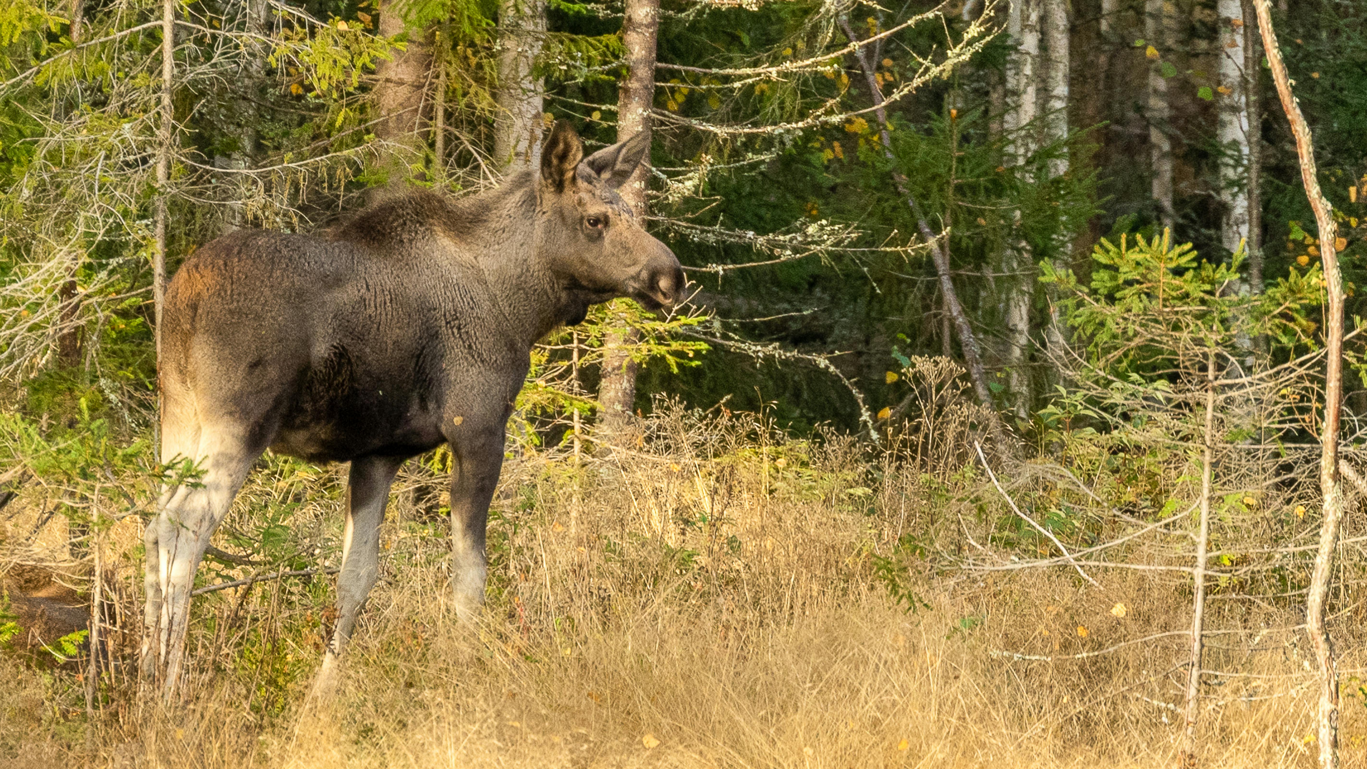 Moose Safari