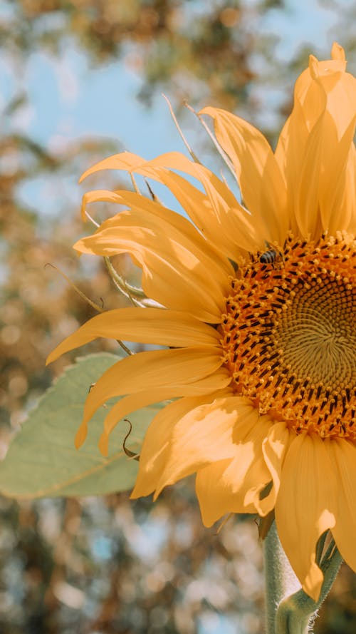 Free Yellow Sunflower in Close Up Photography Stock Photo