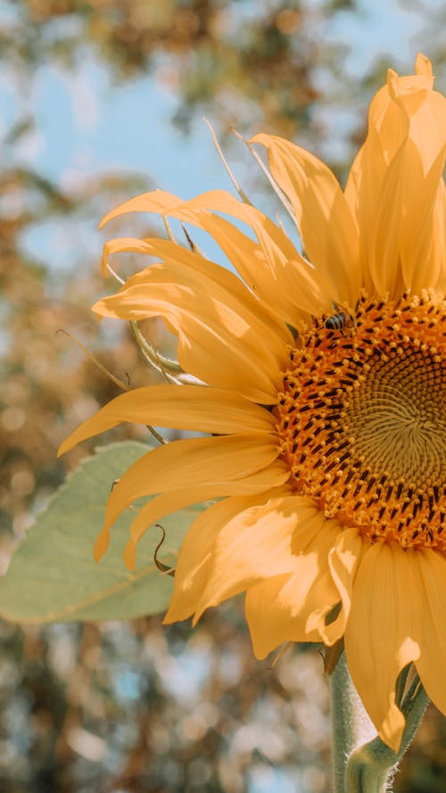 Yellow Sunflower in Close Up Photography