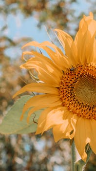 Bright sunflower with bees, captured in a vivid summer setting, showcasing nature's beauty.