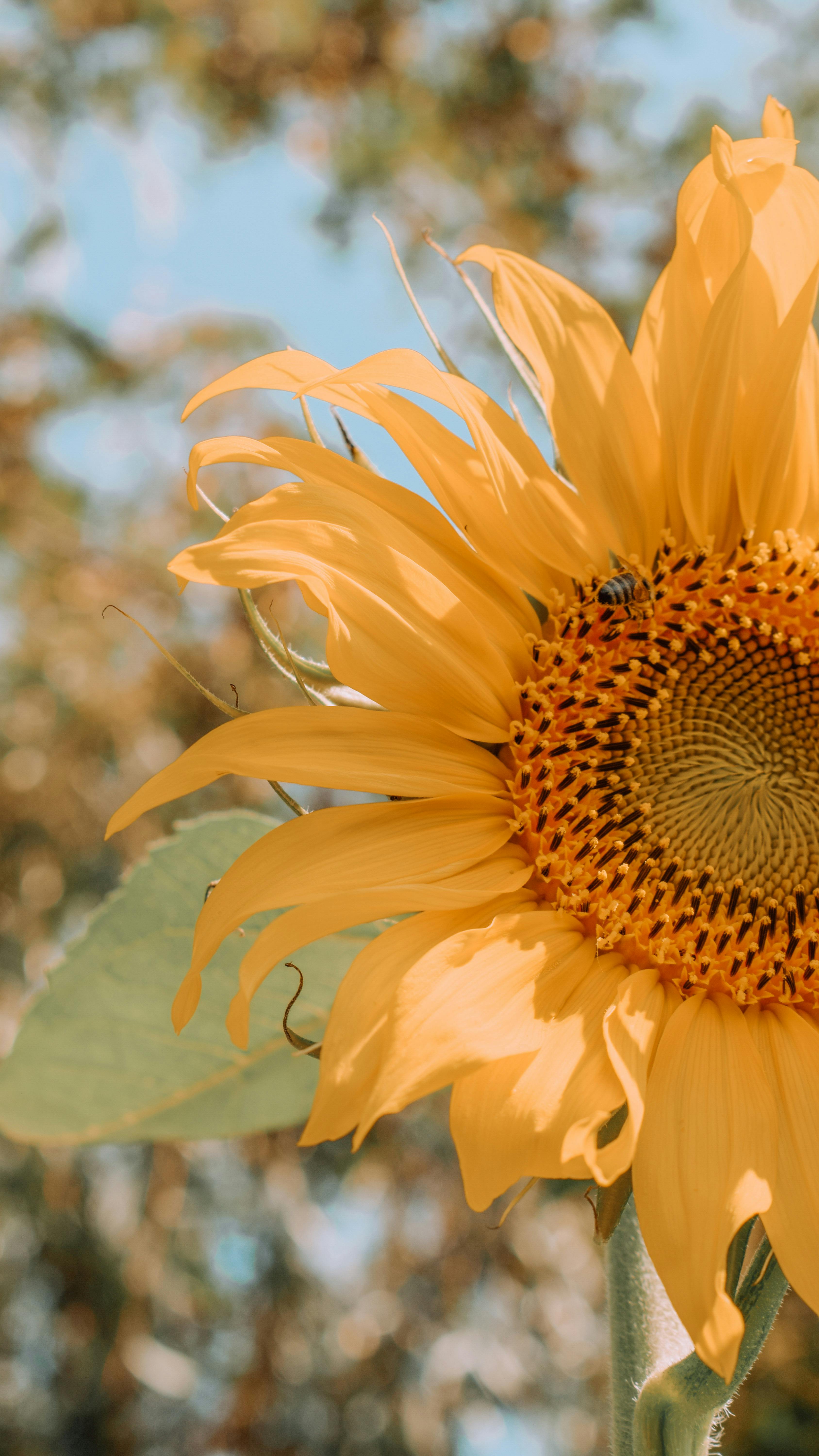 + Fotos y Imágenes de Girasol comun Gratis · Banco de Fotos Gratis