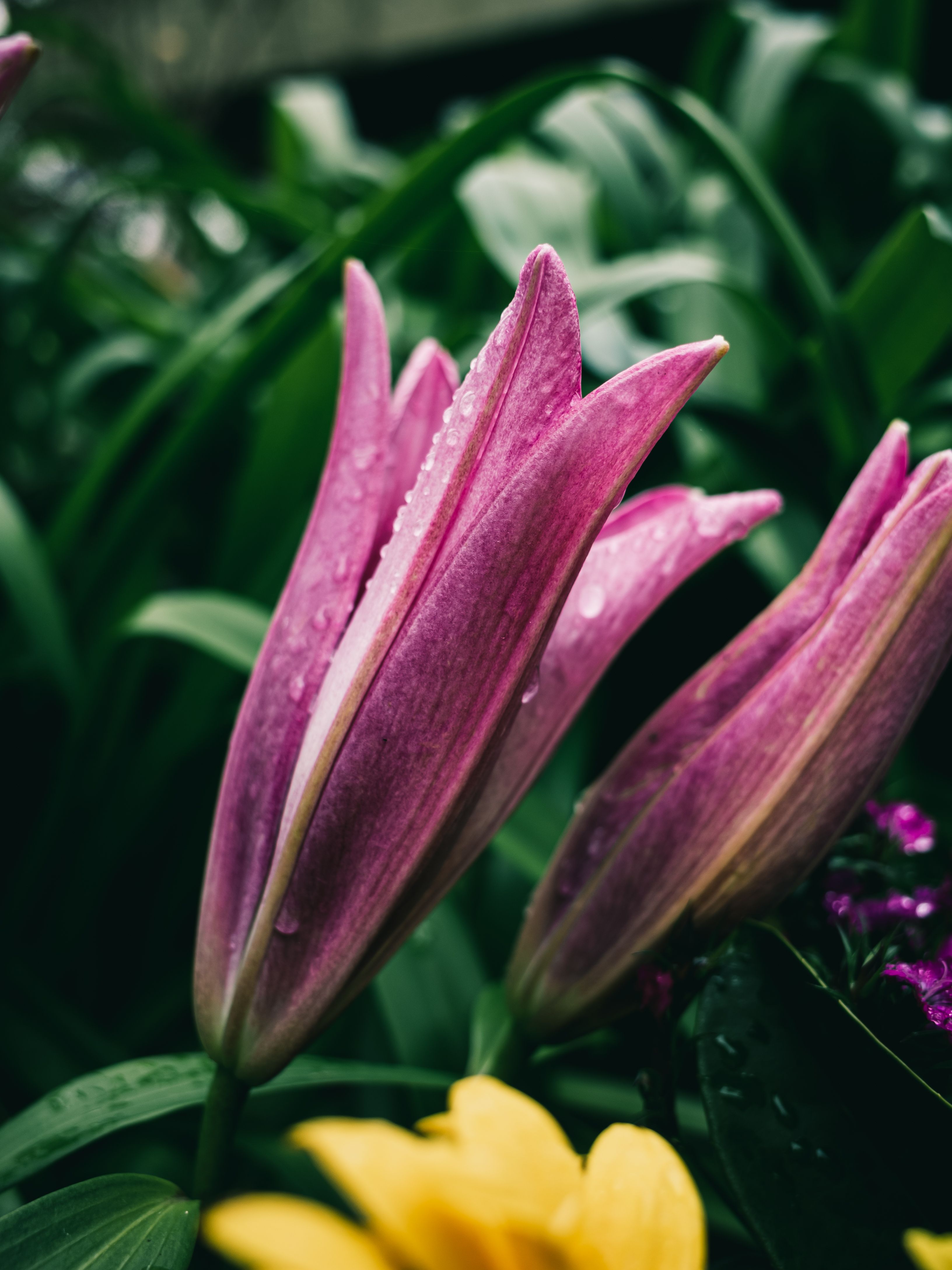 Close up of Flowers · Free Stock Photo
