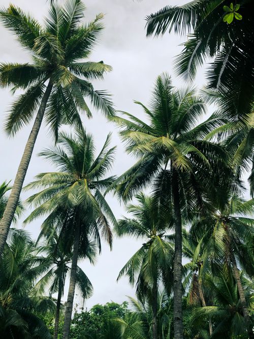 Free Low angle view of lush palm trees with a gray sky background. Stock Photo