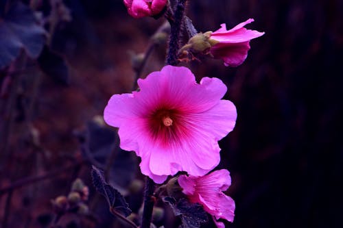 Immagine gratuita di bel fiore, bellissimo sfondo, fiore viola