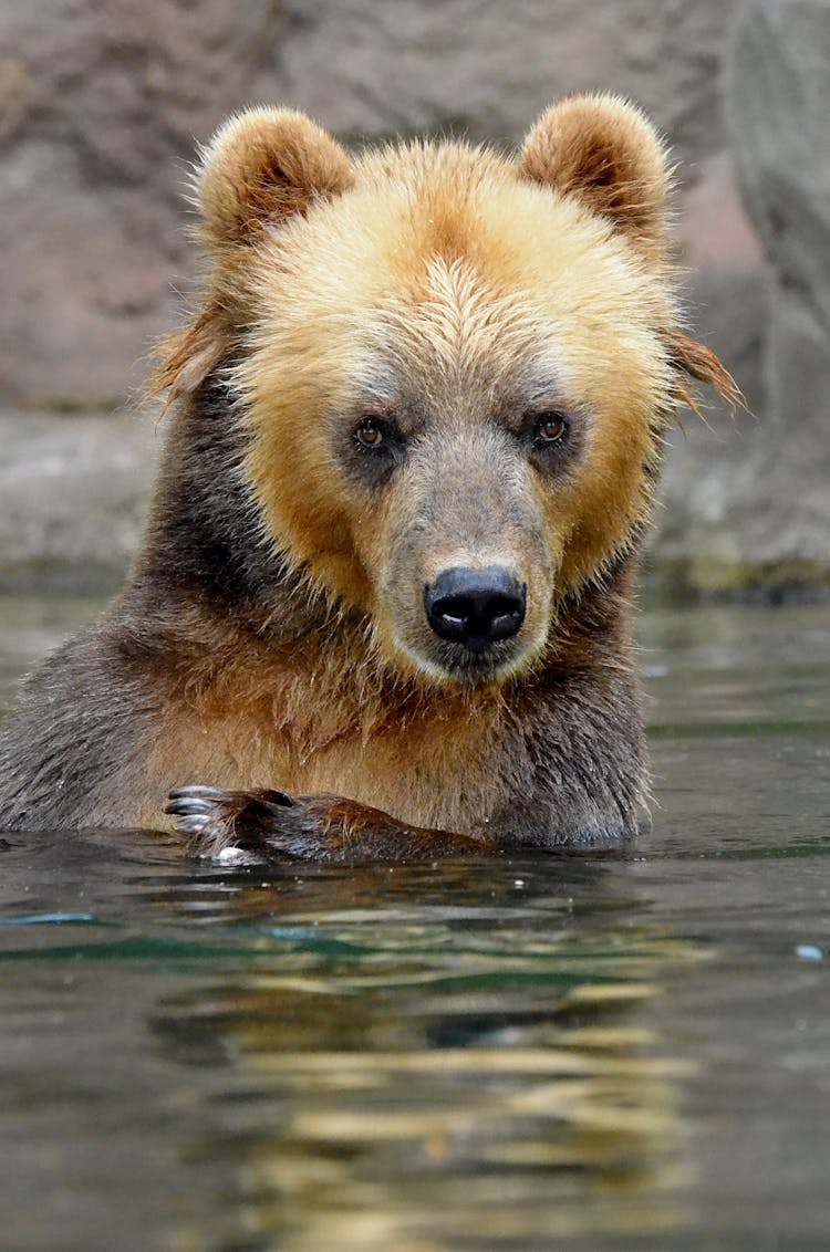 Close-up Of A Grizzly Bear In Water 