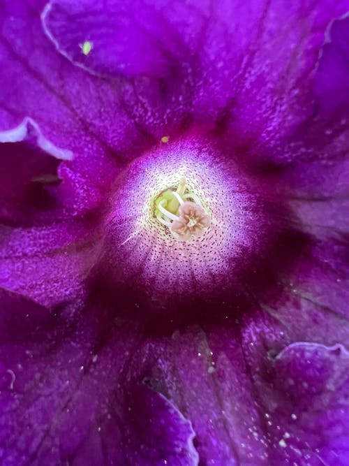 Close up of a Flower Head