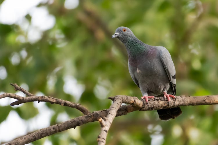 Pigeon On The Branch