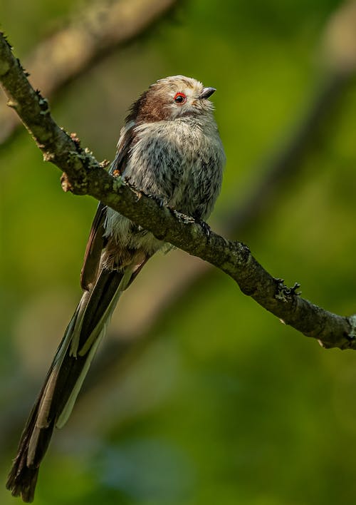 Bird with a Long Tail Perching on a Branch