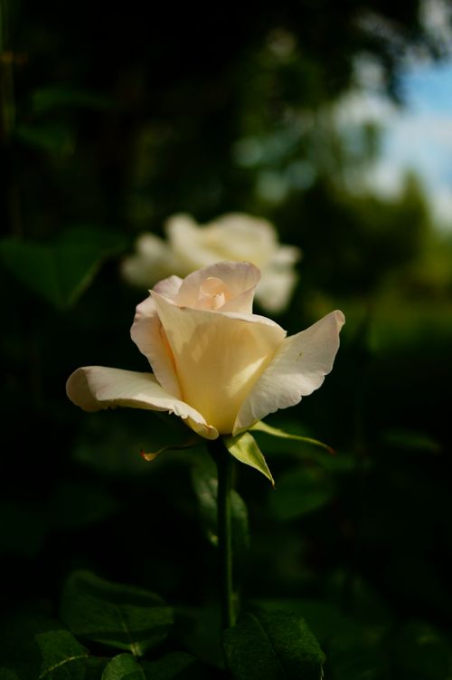 Free Close-up of a delicate white rose in bloom against a lush green backdrop, showcasing nature's beauty. Stock Photo