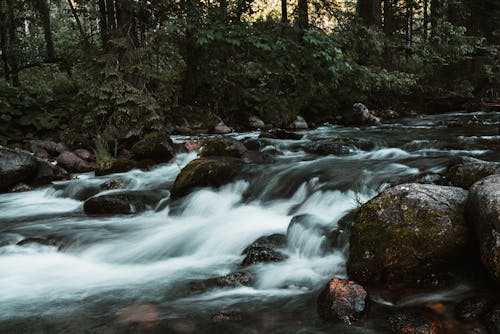 小川, 岩, 森林の無料の写真素材