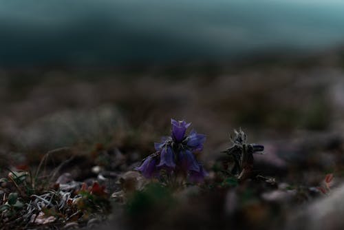 Kostnadsfri bild av alpin klocka, blomma, flora