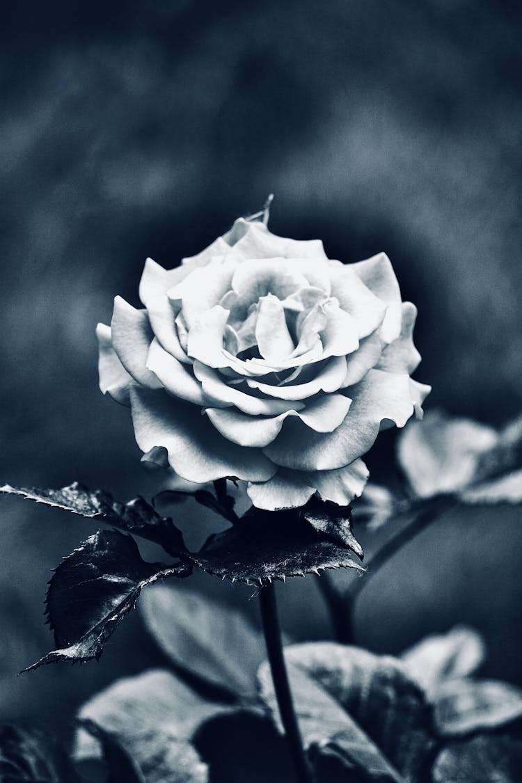 Grayscale Photo Of Rose Flower