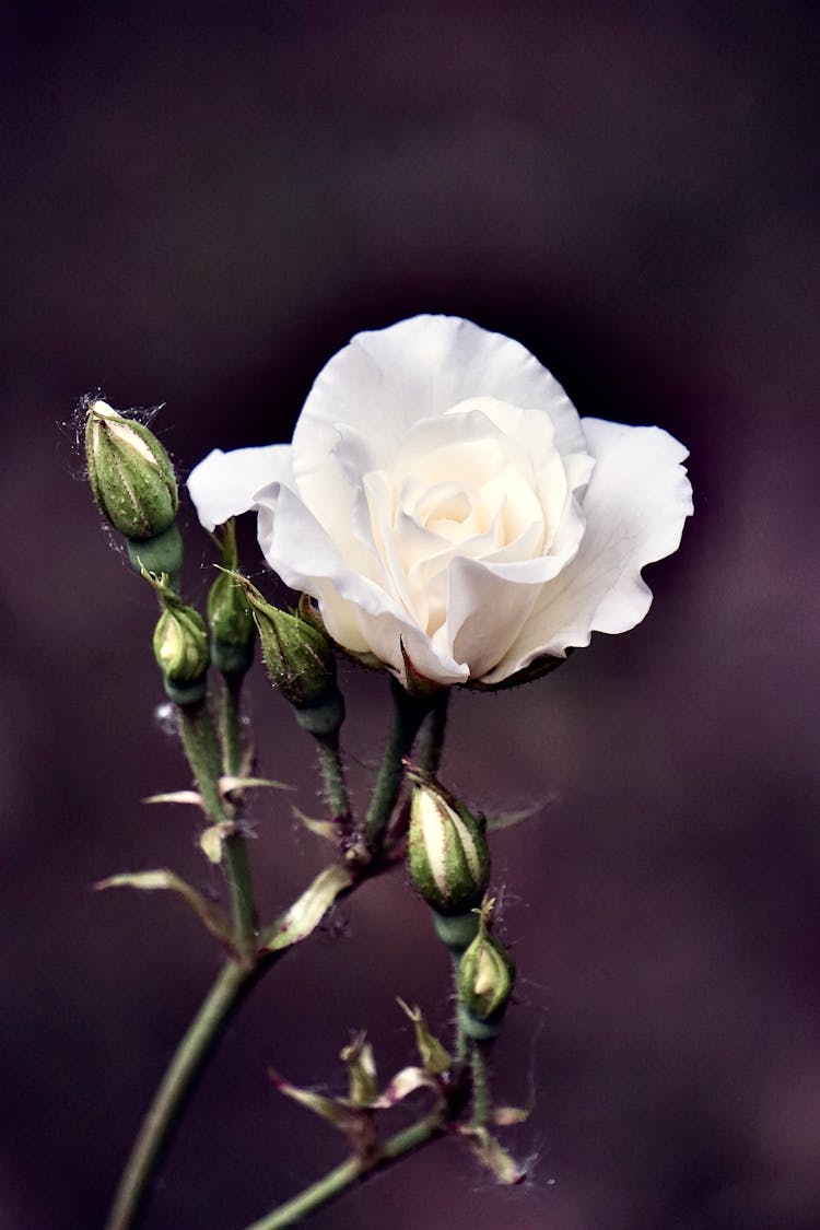 Single White Rose