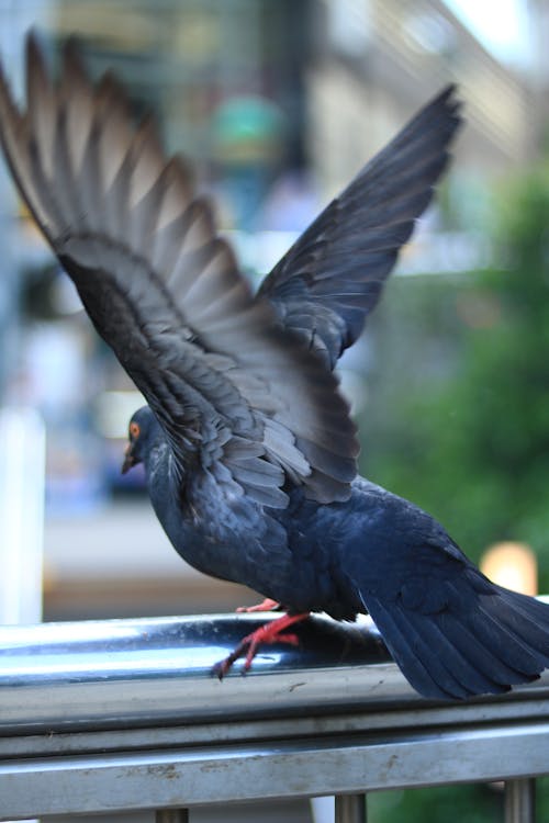 Gratis stockfoto met birds_flying, fotografie van vogels, natuur liefhebbers