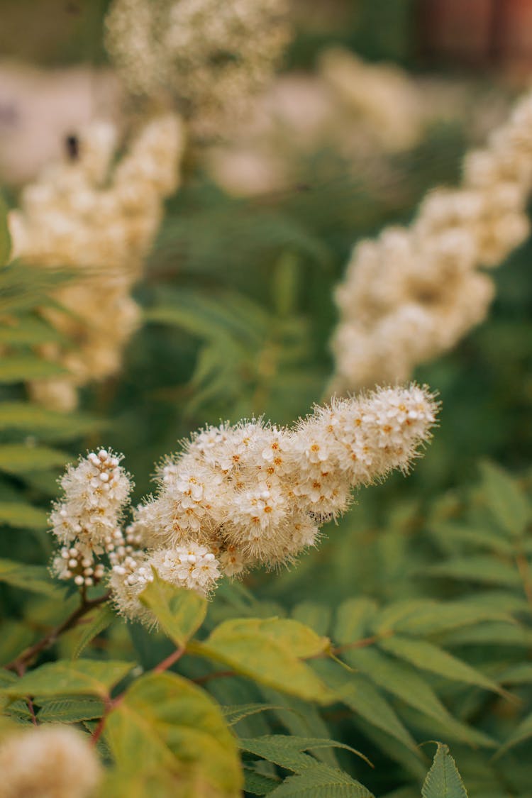 White Flower Of A False Spirea Plant