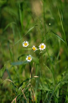 Beautiful daisies blooming amidst lush green grass in a summer meadow.