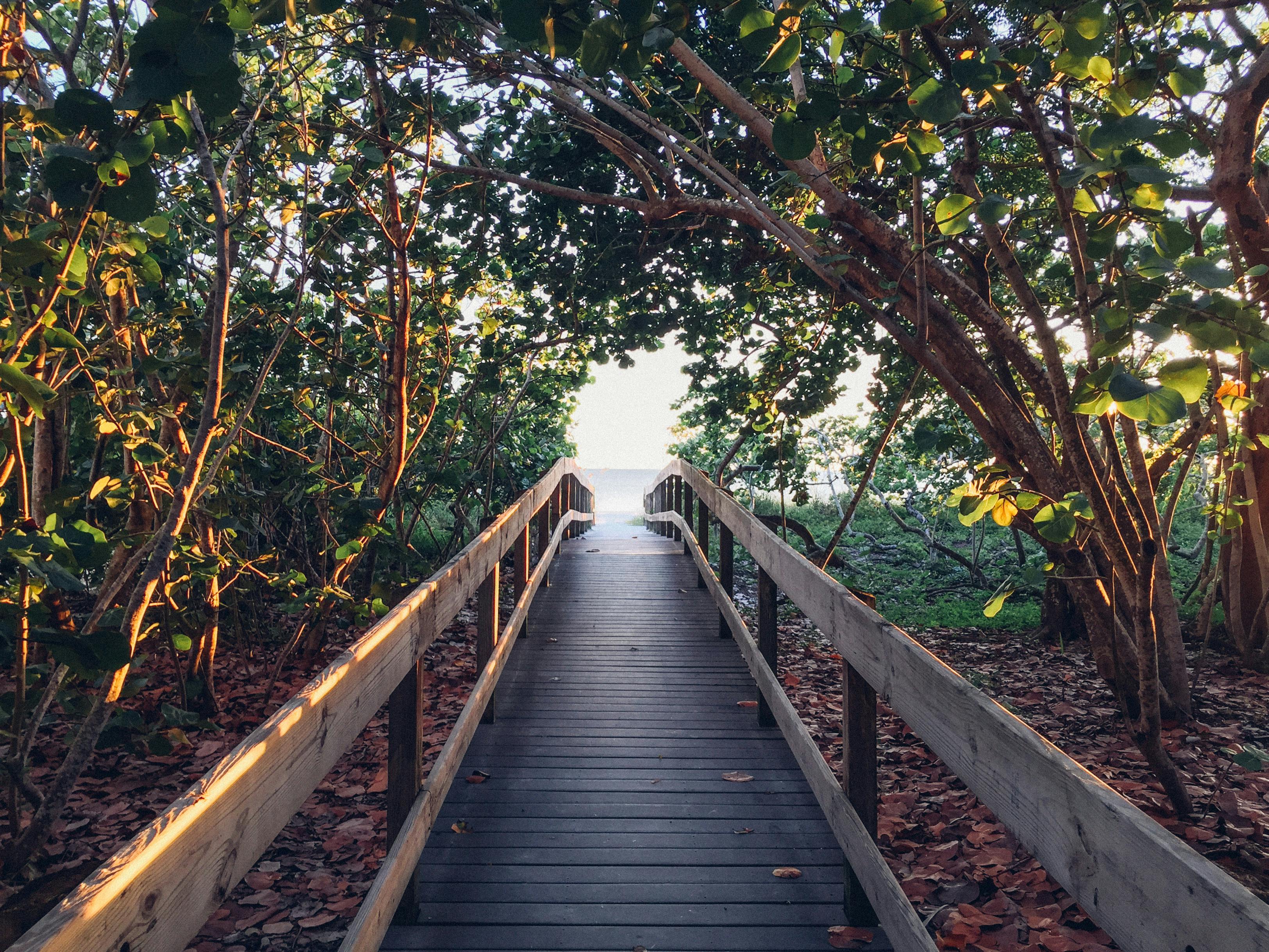 REFRESHING WALKWAY walkway refreshing sunlight greenery road trees  rows HD wallpaper  Peakpx