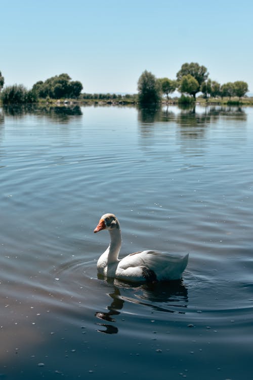 A White Duck on the Pond