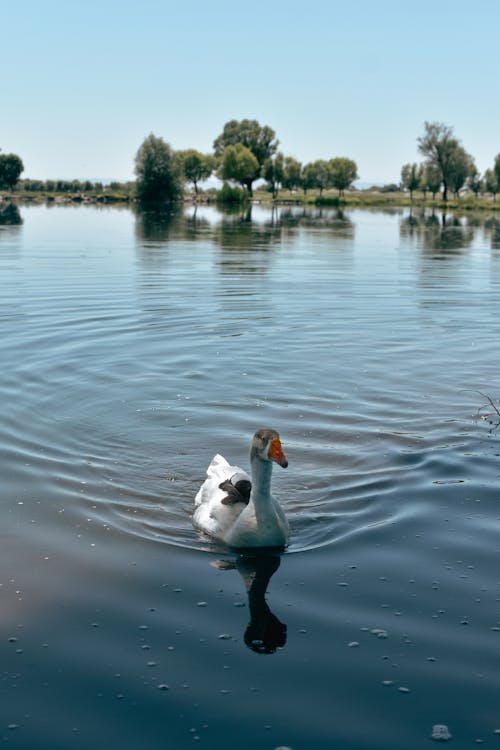 A White Duck on the Pond
