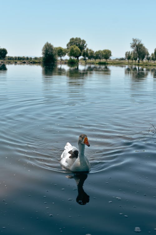 Photos gratuites de anatidés, ansériformes, aviaire