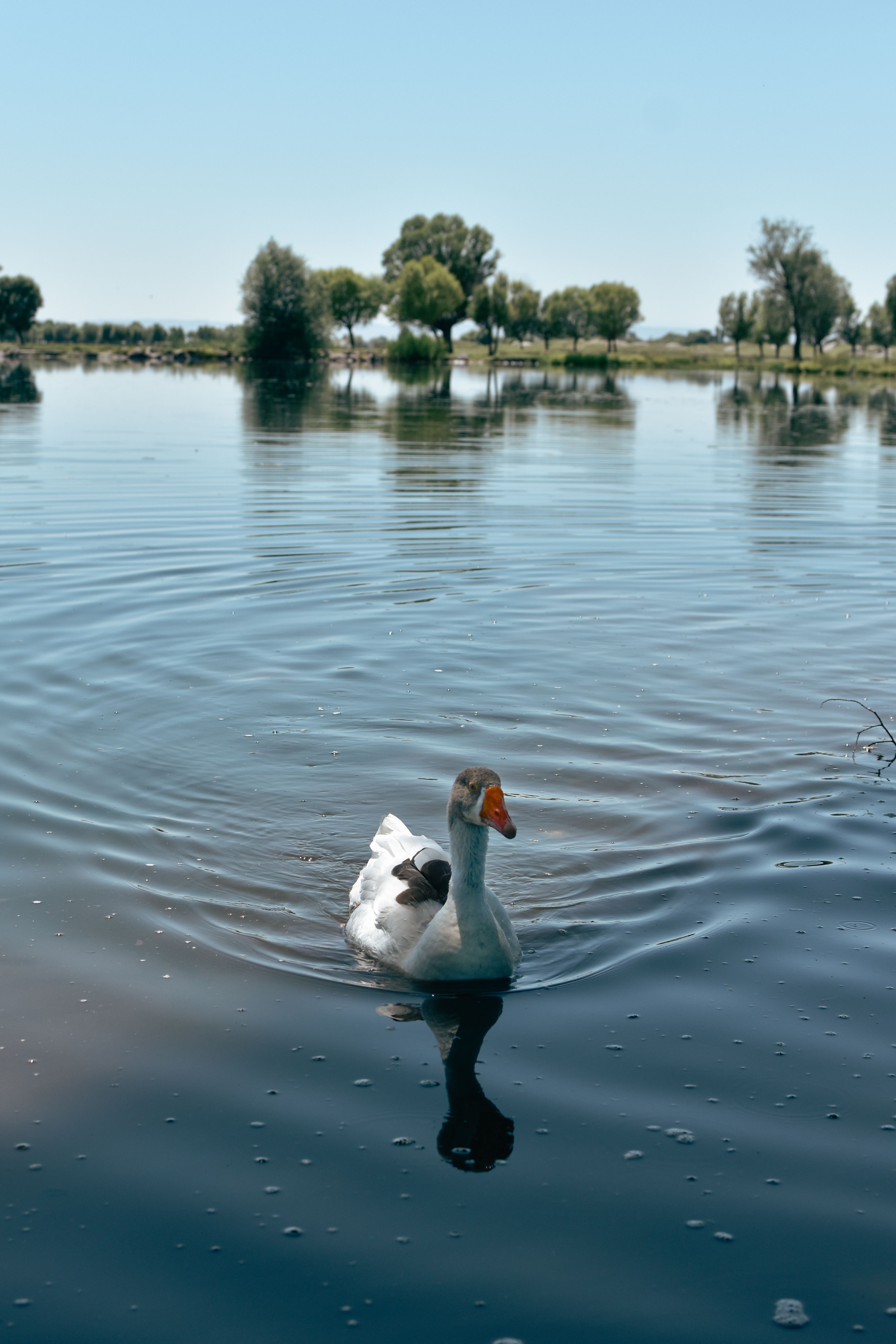 A Raft of White Ducks Stepping Out of the Pond · Free Stock Photo