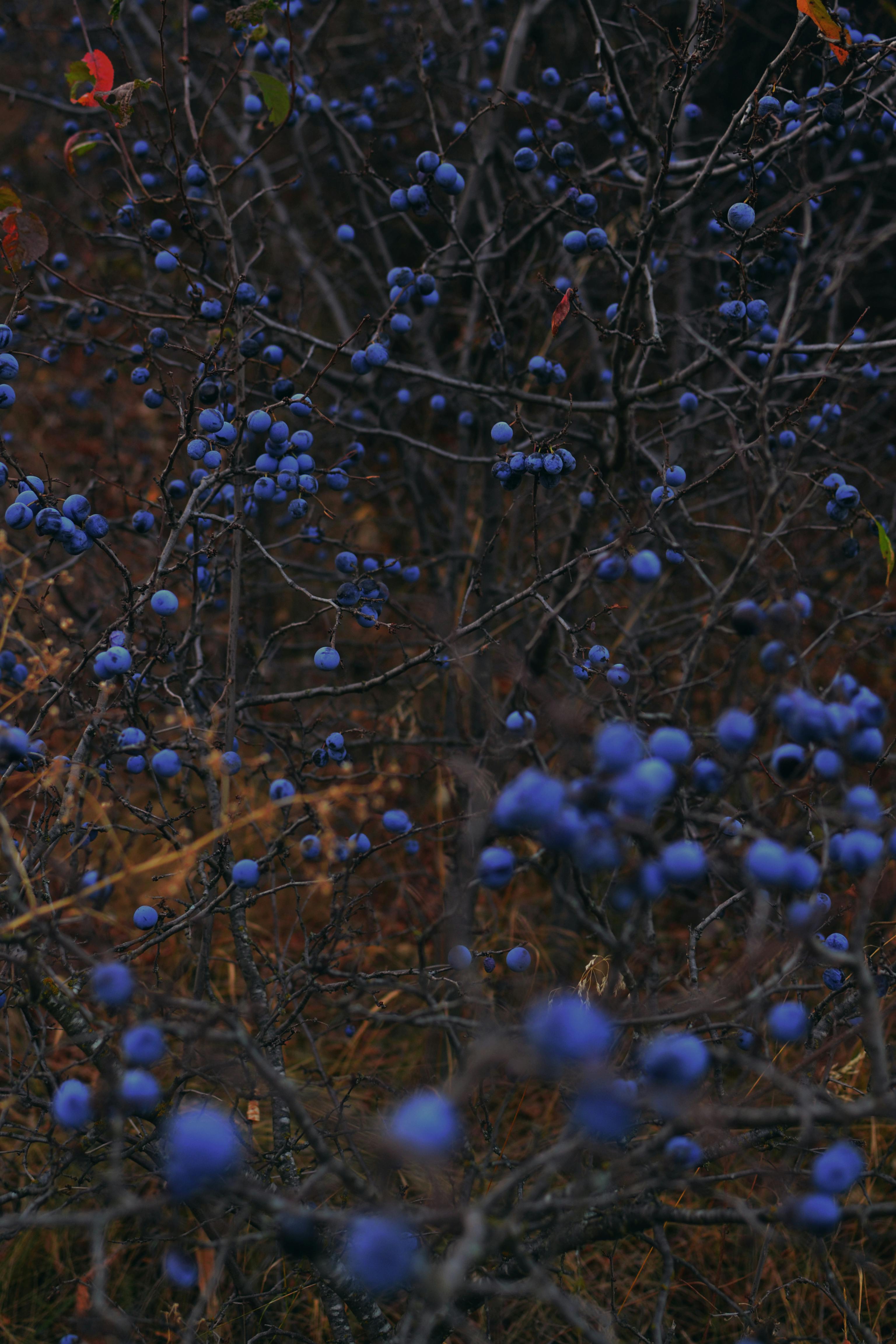 하스카프베리 열매의 모습