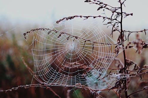 Základová fotografie zdarma na téma past, pavoučí síť, pavučina