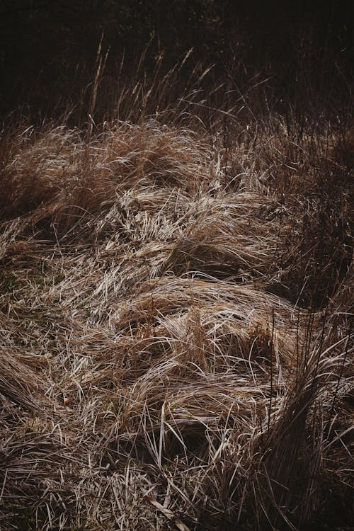 Darmowe zdjęcie z galerii z brązowa trawa, pionowy strzał, suszona trawa