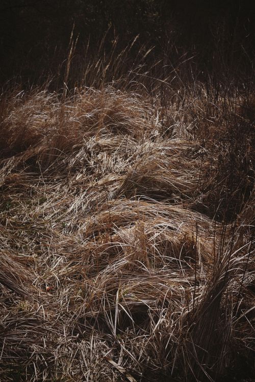 Free Close-up view of dried brown grass in a field, capturing the essence of autumn nature. Stock Photo